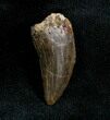 Inch Albertosaurus Tooth From Montana #1378-1